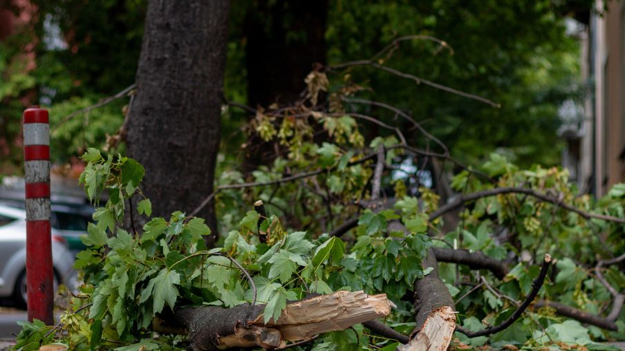 arbol caído por viento